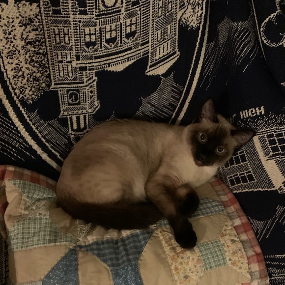 Meet your Posher, Jackie - Picture 3 of 4